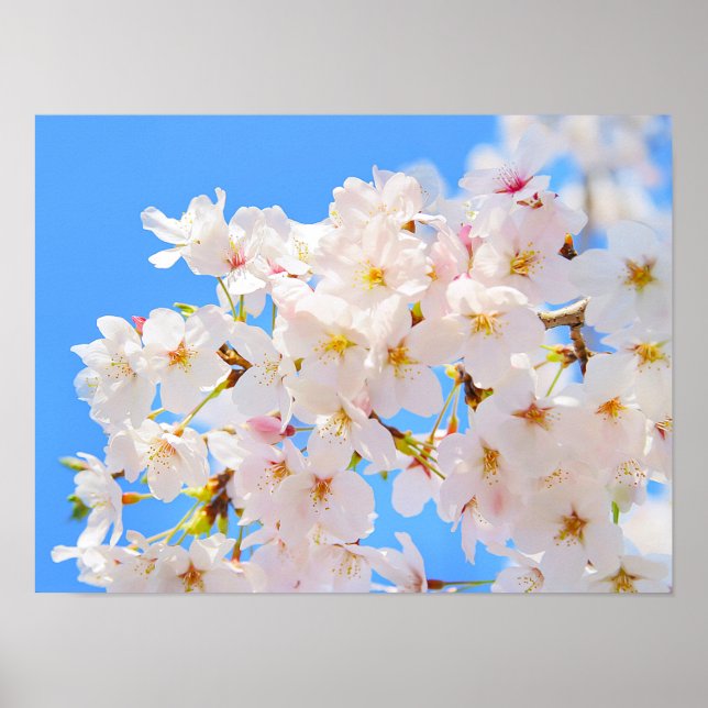 Cherry Blossoms in Spring Poster (Front)