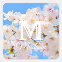 Cherry Blossoms in Spring