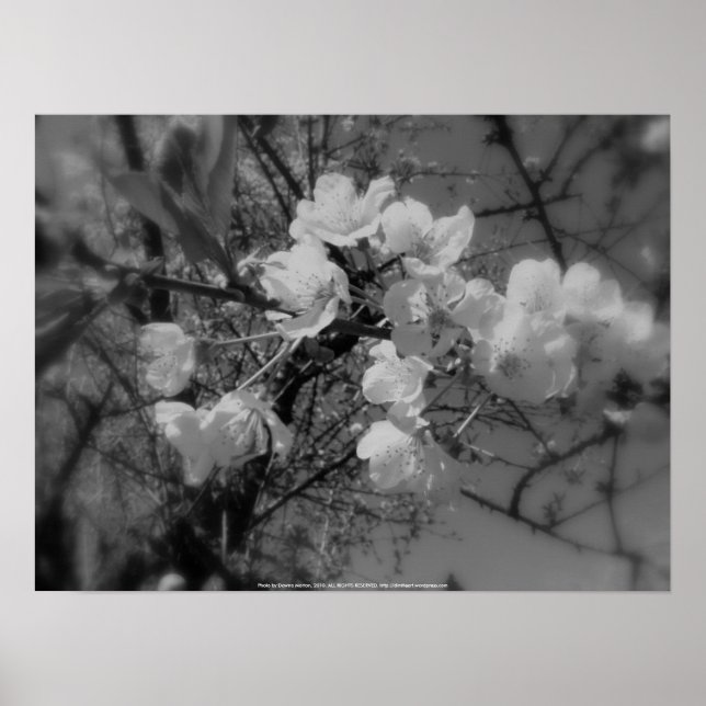 cherry blossoms in the sky, black and white poster (Front)