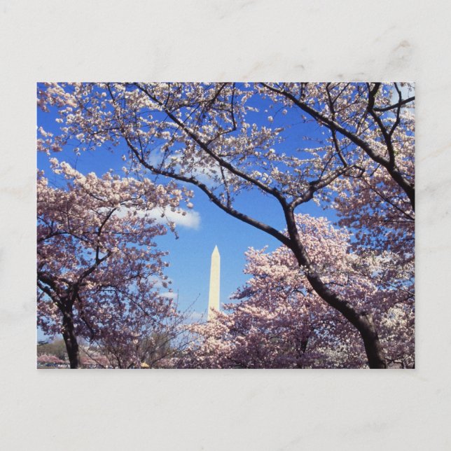 Cherry Blossoms in Washington D.C. Postcard (Front)