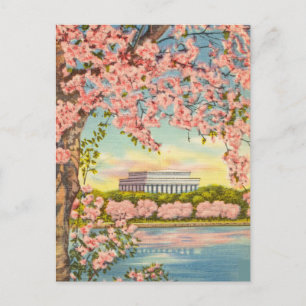 Cherry Blossoms in Washington D.C. Postcard
