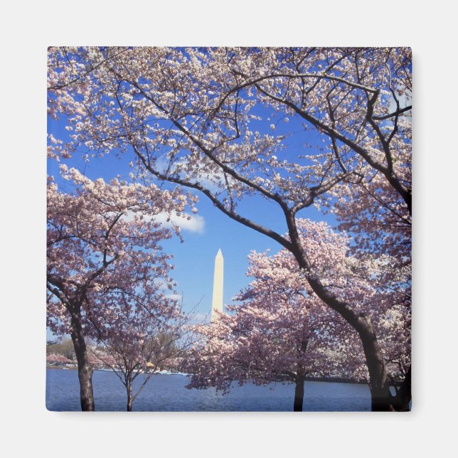 Cherry Blossoms in Washington DC fridge magnet (Front)