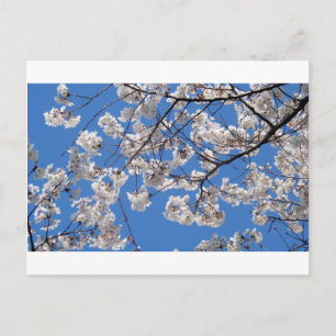Cherry Blossoms in Washington DC Postcard