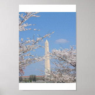 Cherry Blossoms in Washington DC Poster