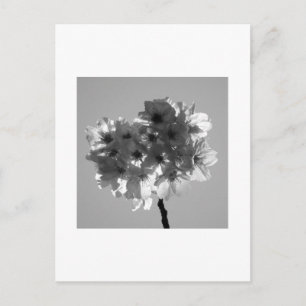 Cherry Blossoms: Japan (black and white) Postcard