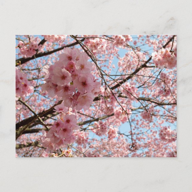 Cherry Blossoms: Japan Postcard (Front)