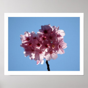Cherry Blossoms: Japan Poster