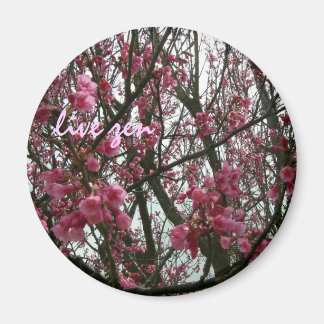 cherry blossoms live zen magnet