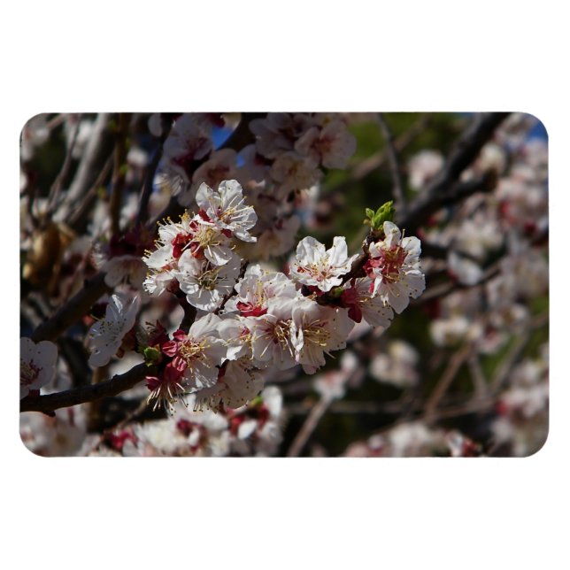 Cherry Blossoms magnet (Horizontal)