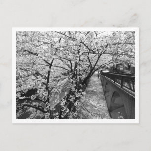 Cherry Blossoms: Meguro River, Tokyo (black/white) Postcard