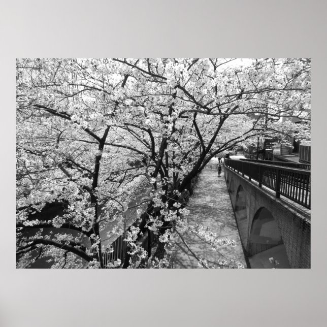Cherry Blossoms: Meguro River, Tokyo (black/white) Poster (Front)