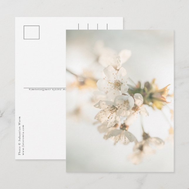 Cherry Blossoms Nature Photo Postcard (Front/Back)