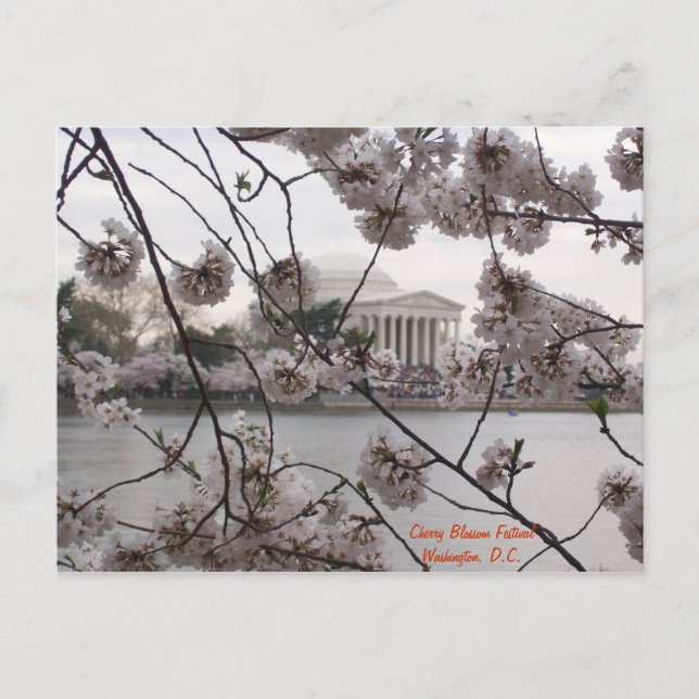 Cherry Blossoms on the Tidal Basin Postcard (Front)