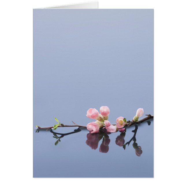 Cherry blossoms on water (Front)
