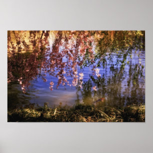 Cherry Blossoms Over a Pond Poster