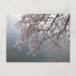 cherry blossoms over tidal basin postcard