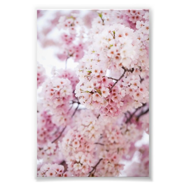 Cherry Blossoms Photo Print (Front)