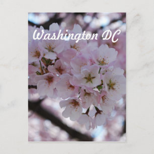 Cherry Blossoms Postcard