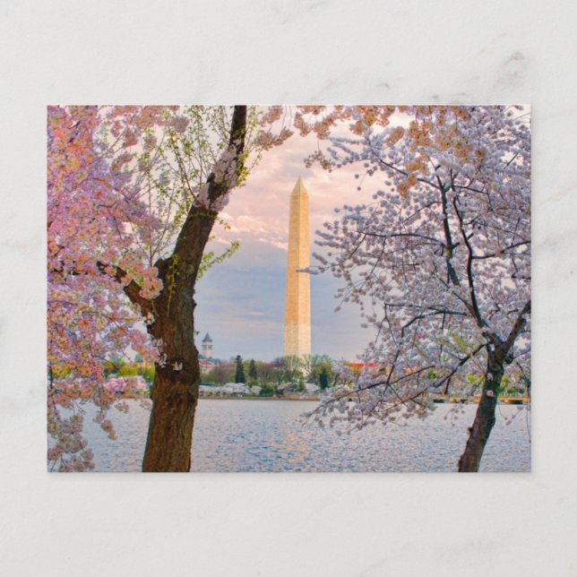 Cherry Blossoms Postcard (Front)