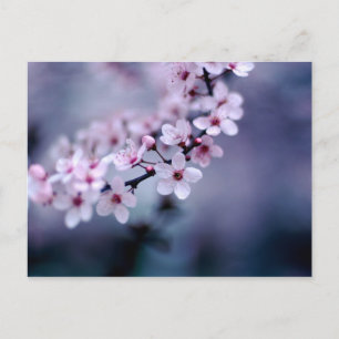 Cherry Blossoms Postcard
