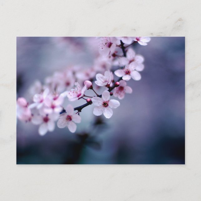 Cherry Blossoms Postcard (Front)