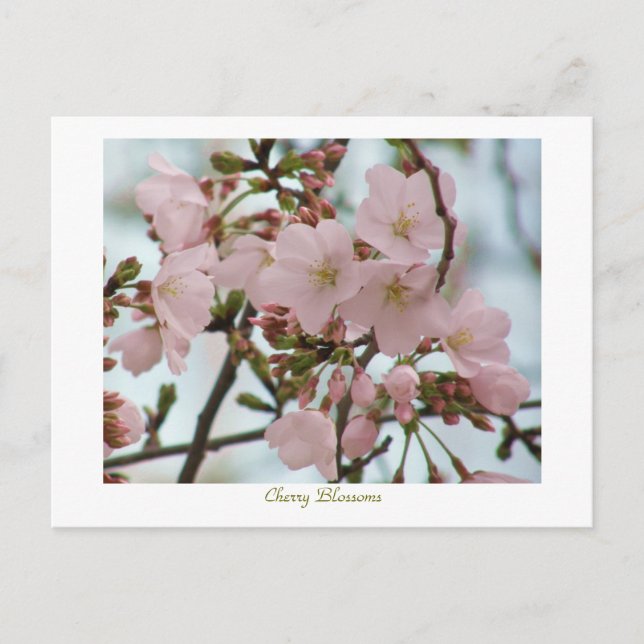 Cherry Blossoms Postcard (Front)