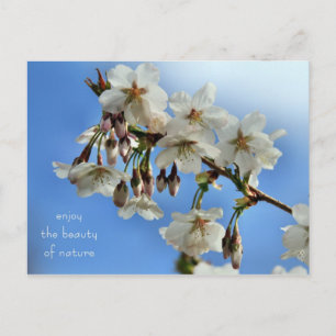 Cherry Blossoms Postcard