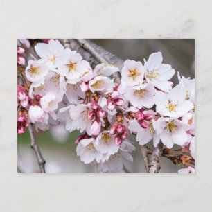 Cherry Blossoms Postcard