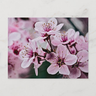 Cherry Blossoms Postcard