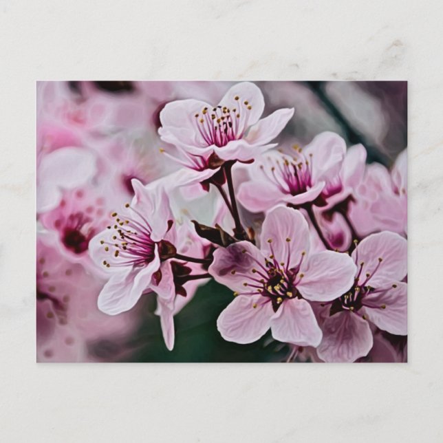 Cherry Blossoms Postcard (Front)