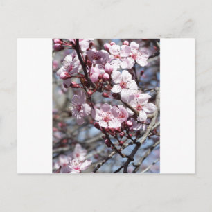 cherry blossoms postcard