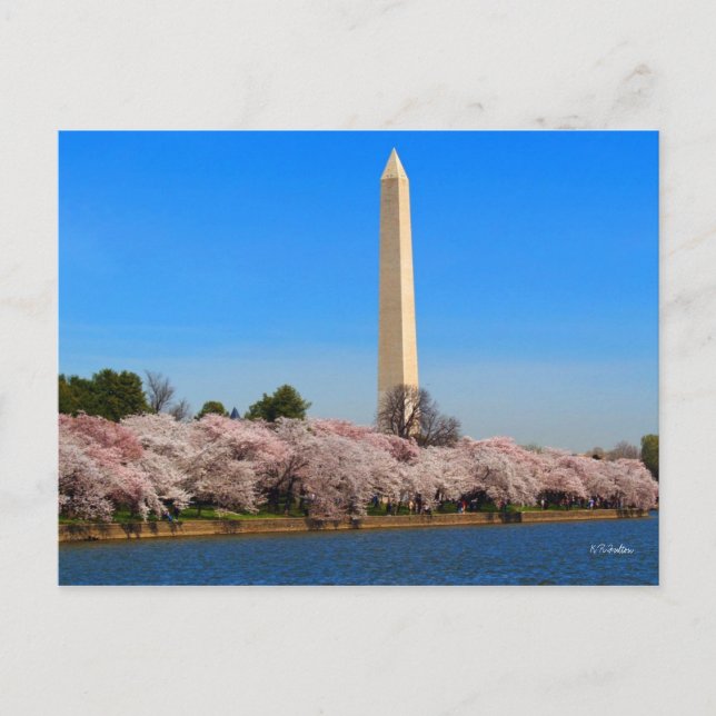 Cherry Blossoms Postcard (Front)