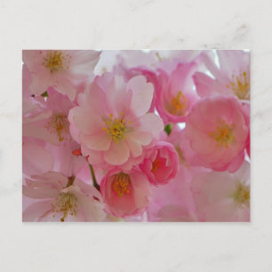 Cherry Blossoms Postcard
