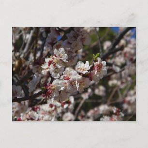 Cherry Blossoms Postcard