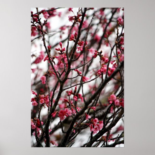 Cherry Blossoms Poster (Front)