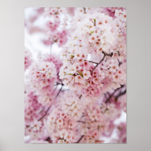 Cherry Blossoms Poster