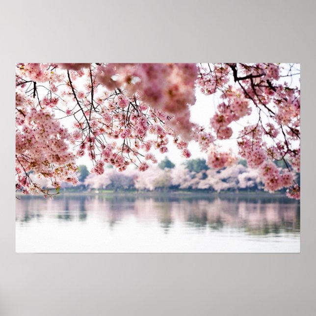 Cherry Blossoms Poster (Front)
