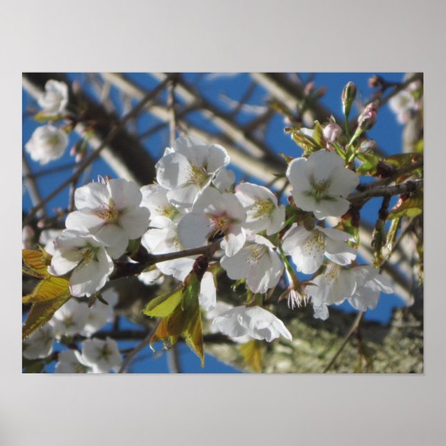 Cherry Blossoms Poster Print (Front)