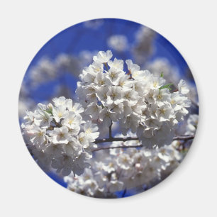 cherry blossoms refrigerator magnet