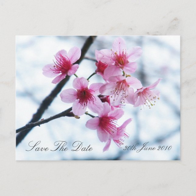 Cherry Blossoms - Save The Date Announcement Postcard (Front)