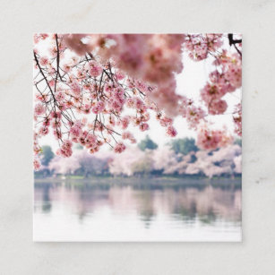 Cherry Blossoms Square Business Card