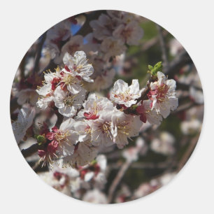cherry blossoms sticker