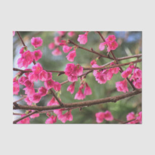 Cherry Blossoms Tissue Paper