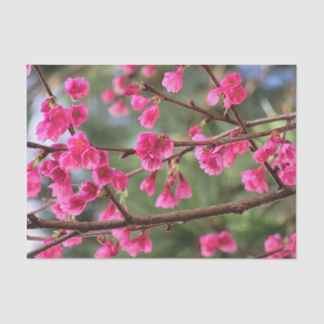 Cherry Blossoms Tissue Paper (Front)