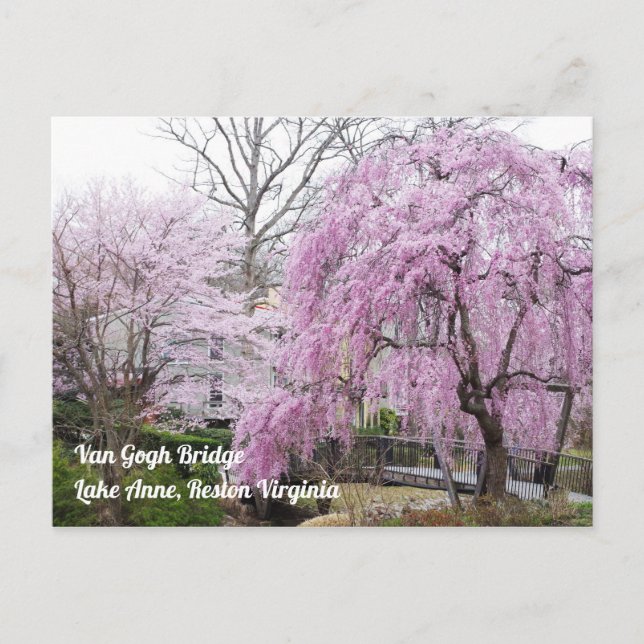 Cherry Blossoms Van Gogh Bridege Lake Anne Reston Postcard (Front)