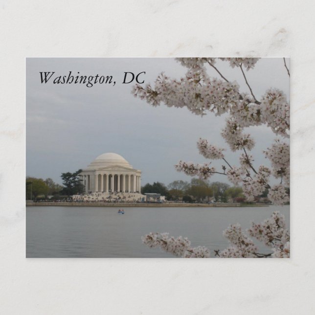 Cherry Blossoms: Washington, D.C. Postcard (Front)