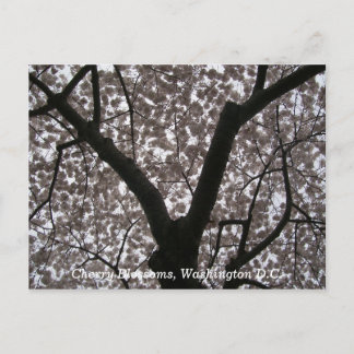Cherry Blossoms, Washington D.C. Postcard
