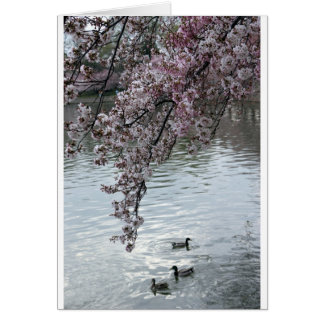Cherry Blossoms Washington DC