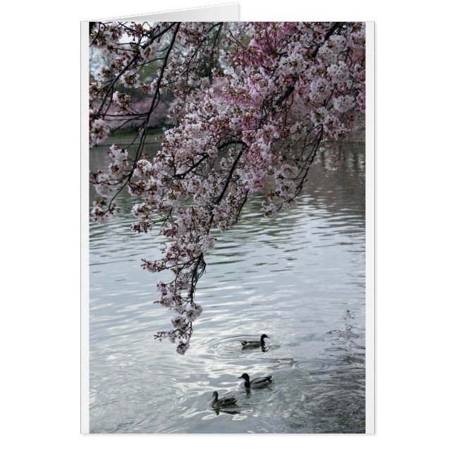 Cherry Blossoms Washington DC (Front)