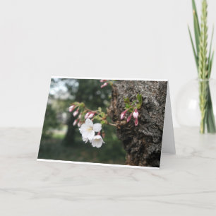 Cherry Blossoms Washington DC Card